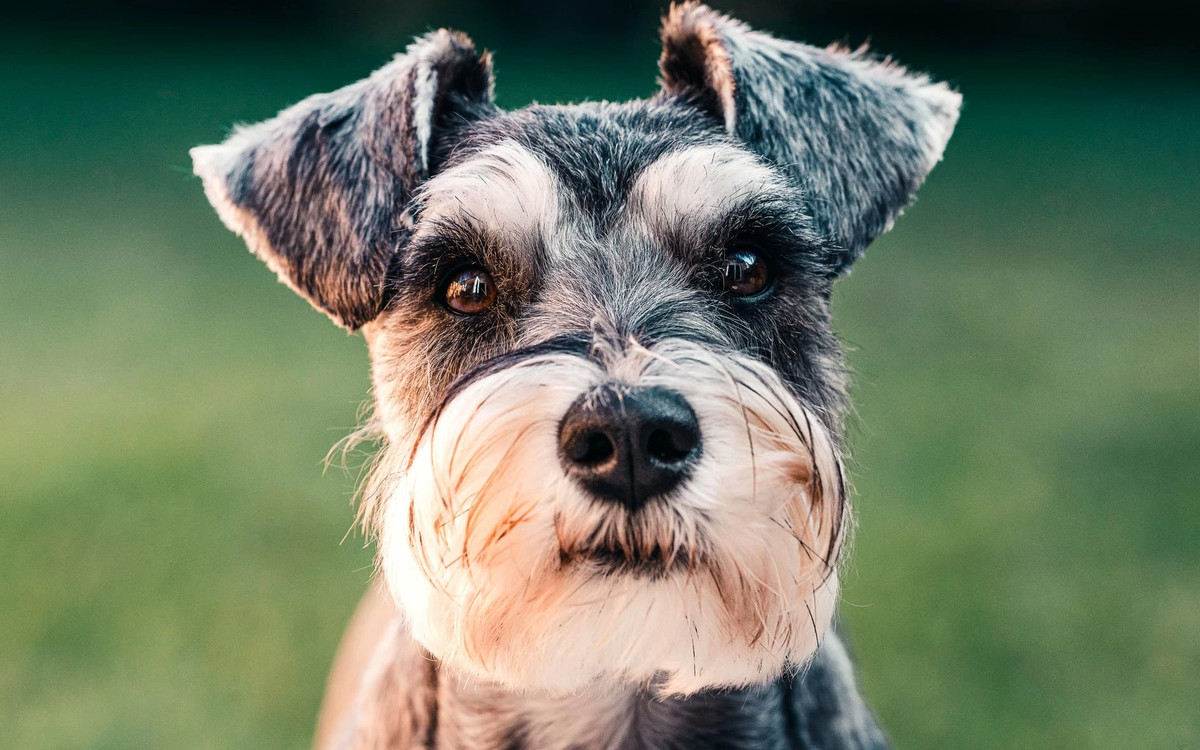 Россияне стали больше заботиться о своих питомцах