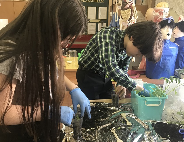 В школе №1354 выращивают баклажаны и землянику