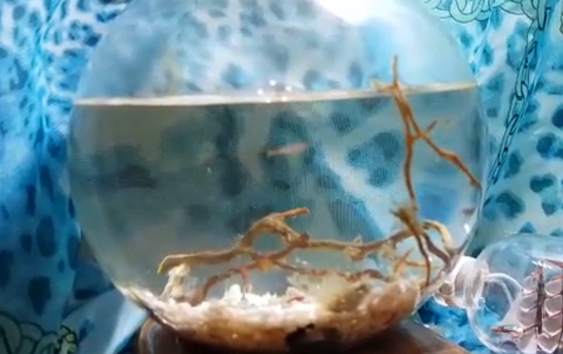 Ученики школы №2065 дома ставят опыты и эксперименты