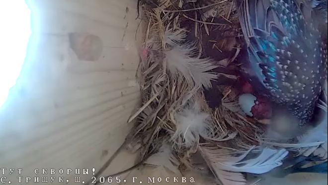 Первоклассники школы № 2065 увлеклись орнитологией