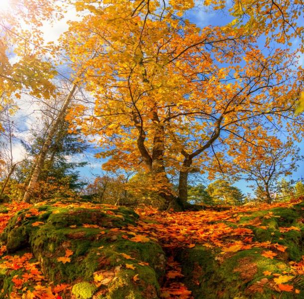 «Осенние стихи звучат в душе моей…»