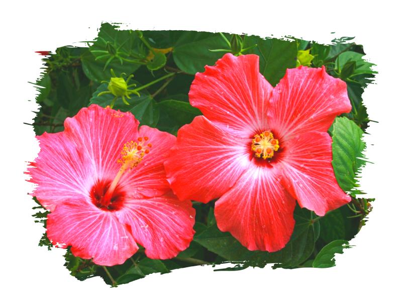 Суданскую розу проверили на качество и безопасность