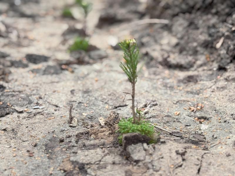 Акция «Посади дерево» пройдет в 6 раз: «Столото» и «Волонтеры леса» высадят еще 11 000 саженцев в трех регионах России