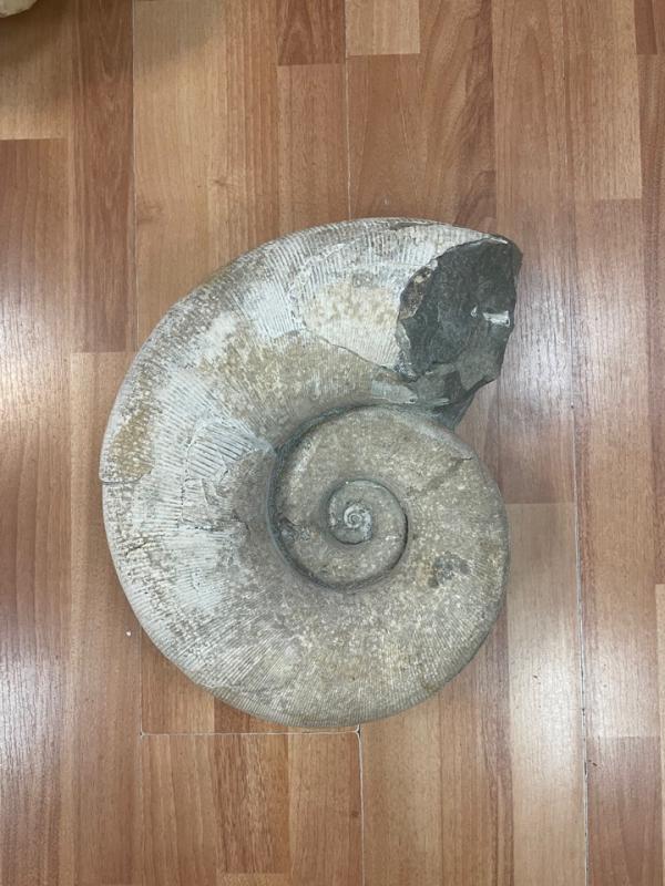 Утвержден обвинительный акт в отношении студента из КНР обвиняемого в контрабанде в США культурных ценностей – раковины вымершего молюска