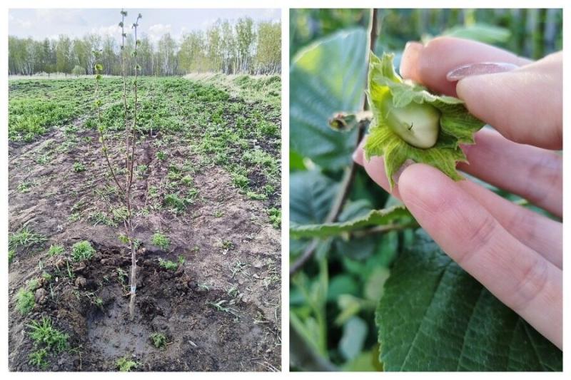 Новосибирский фермер первым в Сибири начал выращивать фундук