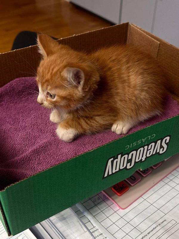 Удачливые питомцы: почти 77% миллионеров «Национальной Лотереи» – владельцы кошек