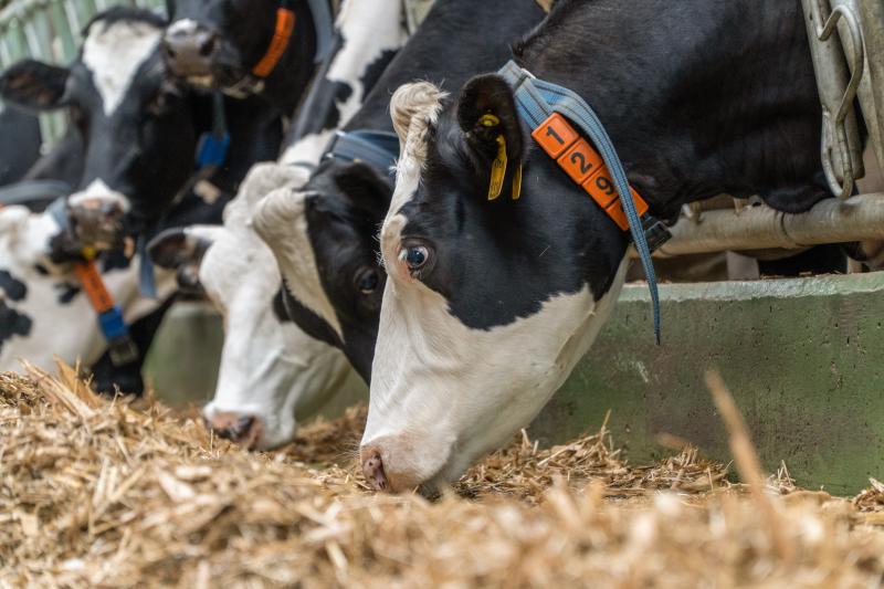 Рост объемов производства молока и увеличение поголовья стада: АГРОСИЛА подводит итоги первого полугодия 2025 года