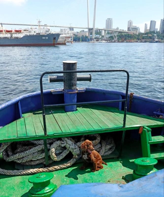 Кинологи приморского Управления Росгвардии продемонстрировали пригодность служебных собак к работе по поиску взрывчатых веществ